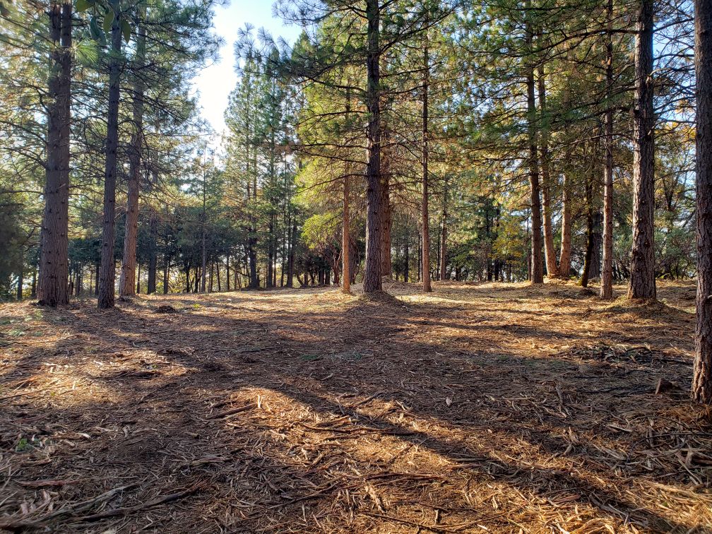 Sindt Tree Service Image